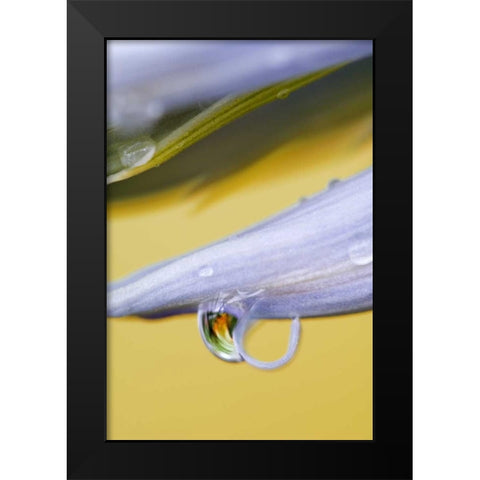 Flower petal with drop and reflection Black Modern Wood Framed Art Print by Rotenberg, Nancy