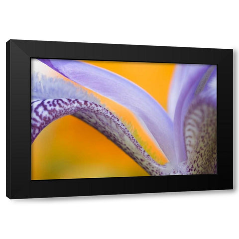 Flower pattern Black Modern Wood Framed Art Print with Double Matting by Rotenberg, Nancy