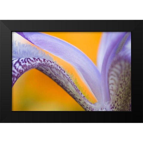 Flower pattern Black Modern Wood Framed Art Print by Rotenberg, Nancy