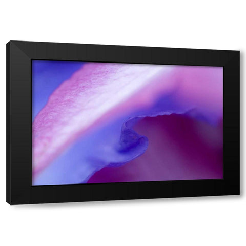 Petal Pattern Black Modern Wood Framed Art Print with Double Matting by Rotenberg, Nancy