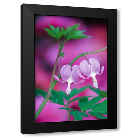 Bleeding Hearts Connecting In Garden Black Modern Wood Framed Art Print with Double Matting by Rotenberg, Nancy
