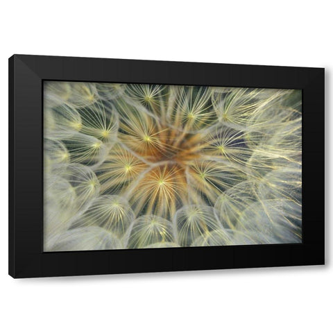 Dandelion Seedhead close-up Black Modern Wood Framed Art Print with Double Matting by Rotenberg, Nancy