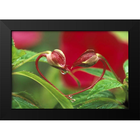 Begonia Buds in heart shape with drops Black Modern Wood Framed Art Print by Rotenberg, Nancy