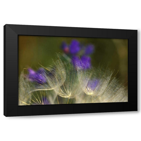 Seedheads blowing in the garden Black Modern Wood Framed Art Print with Double Matting by Rotenberg, Nancy