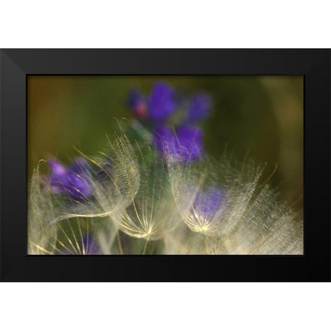 Seedheads blowing in the garden Black Modern Wood Framed Art Print by Rotenberg, Nancy