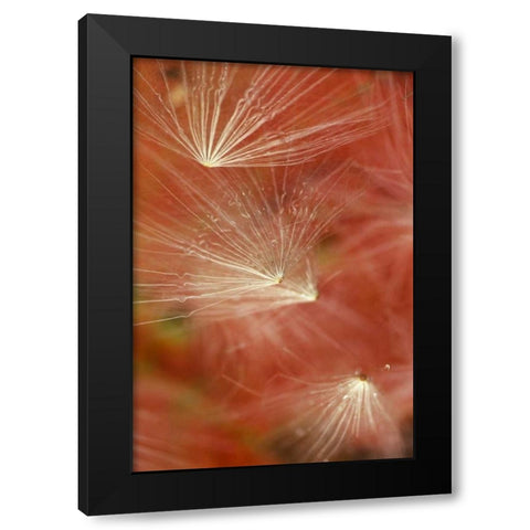 Seedheads Flying in Fall Black Modern Wood Framed Art Print by Rotenberg, Nancy