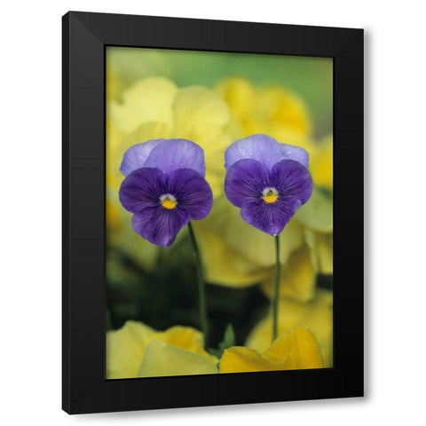 Two Pansy Faces in Garden Black Modern Wood Framed Art Print by Rotenberg, Nancy