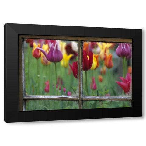 Spring Garden Behind Old window Black Modern Wood Framed Art Print with Double Matting by Rotenberg, Nancy