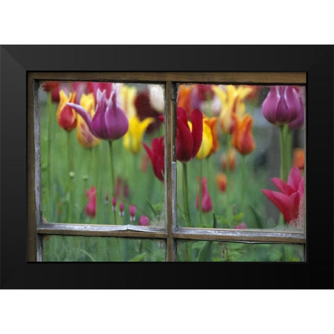 Spring Garden Behind Old window Black Modern Wood Framed Art Print by Rotenberg, Nancy