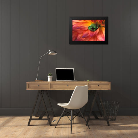 Pacific Chorus frog on dahlia Black Modern Wood Framed Art Print by Kirkland, Dennis