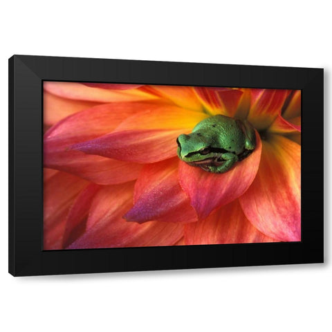 Pacific Chorus frog on dahlia Black Modern Wood Framed Art Print by Kirkland, Dennis