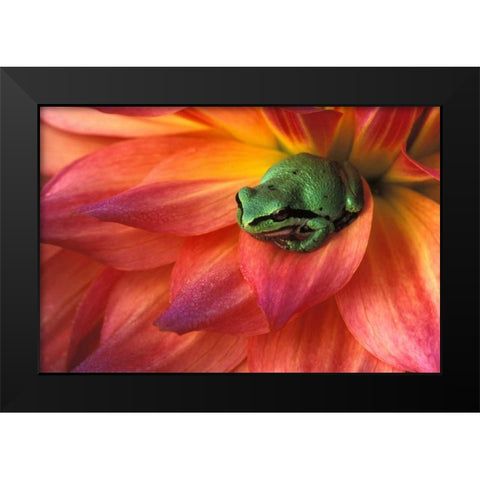 Pacific Chorus frog on dahlia Black Modern Wood Framed Art Print by Kirkland, Dennis