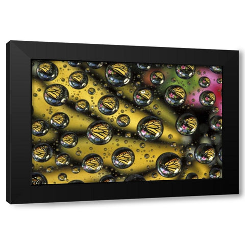 Monarch butterfly reflected in water drops Black Modern Wood Framed Art Print by Kirkland, Dennis