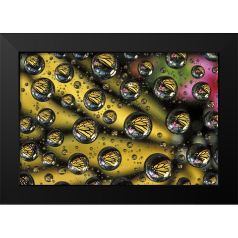 Monarch butterfly reflected in water drops Black Modern Wood Framed Art Print by Kirkland, Dennis