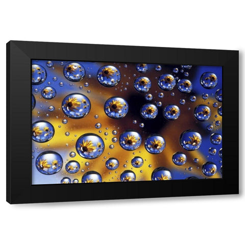 Arrowleaf balsamroot reflected in water drops Black Modern Wood Framed Art Print by Kirkland, Dennis