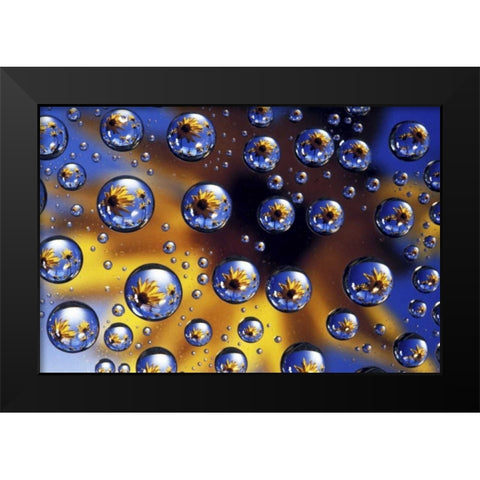 Arrowleaf balsamroot reflected in water drops Black Modern Wood Framed Art Print by Kirkland, Dennis