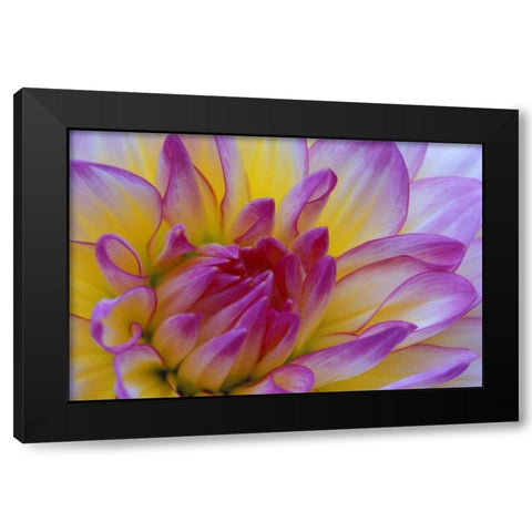 Dahlia close-up Black Modern Wood Framed Art Print with Double Matting by Kirkland, Dennis