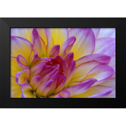 Dahlia close-up Black Modern Wood Framed Art Print by Kirkland, Dennis