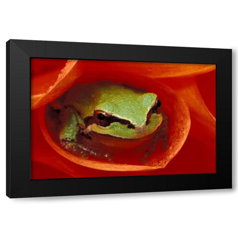 Pacific Chorus frog in dahlia Black Modern Wood Framed Art Print with Double Matting by Kirkland, Dennis