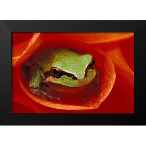 Pacific Chorus frog in dahlia Black Modern Wood Framed Art Print by Kirkland, Dennis