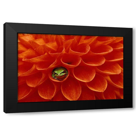 Pacific Chorus frog in dahlia Black Modern Wood Framed Art Print by Kirkland, Dennis