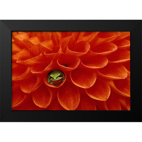 Pacific Chorus frog in dahlia Black Modern Wood Framed Art Print by Kirkland, Dennis
