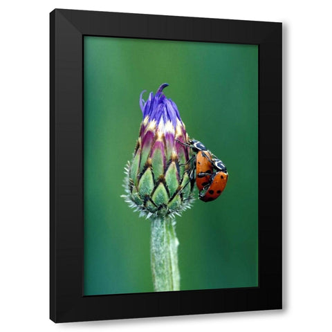 Close-up of mating ladybugs Black Modern Wood Framed Art Print by Kirkland, Dennis