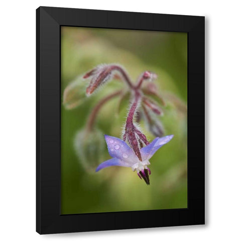 Close-up of a shooting star flower Black Modern Wood Framed Art Print by Rotenberg, Nancy