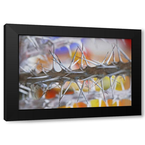 Detail of crown of thorns plant Black Modern Wood Framed Art Print by Terrill, Steve