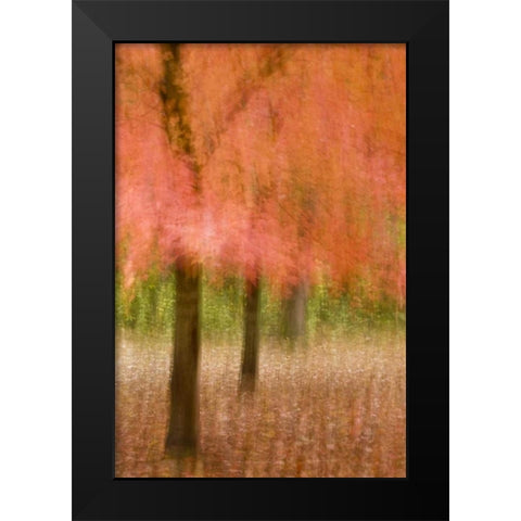 Impressionistic view of trees in autumn colors Black Modern Wood Framed Art Print by OBrien, Jay