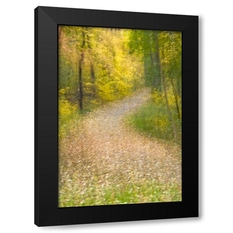 Trees in Autumn and leaf-covered pathway Black Modern Wood Framed Art Print by OBrien, Jay
