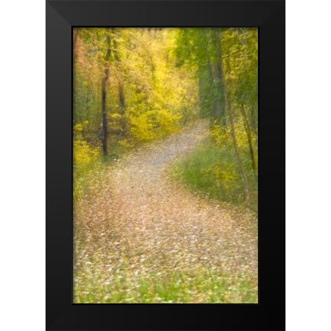 Trees in Autumn and leaf-covered pathway Black Modern Wood Framed Art Print by OBrien, Jay