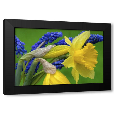 Detail of daffodil and hyacinth flowers Black Modern Wood Framed Art Print by Paulson, Don