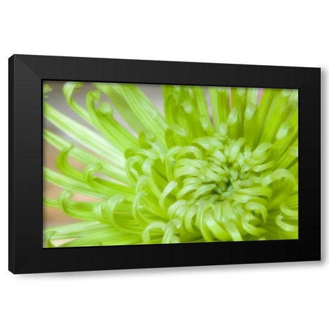 Close-up of spider chrysanthemum Black Modern Wood Framed Art Print by Paulson, Don