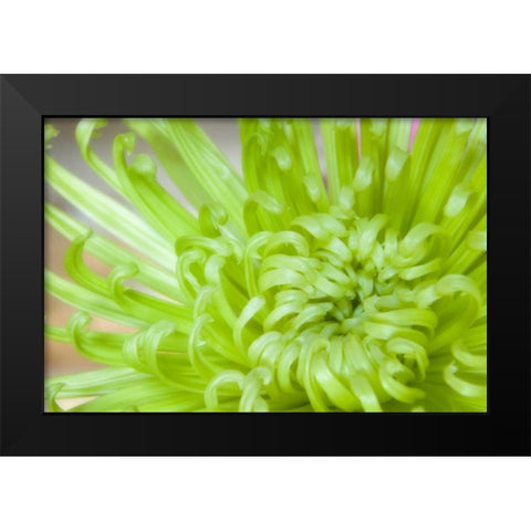 Close-up of spider chrysanthemum Black Modern Wood Framed Art Print by Paulson, Don