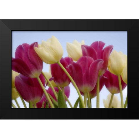 Detail of tulips Black Modern Wood Framed Art Print by Paulson, Don