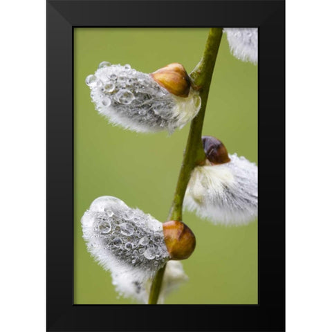 Close-up of rain drops on pussy willows Black Modern Wood Framed Art Print by Paulson, Don
