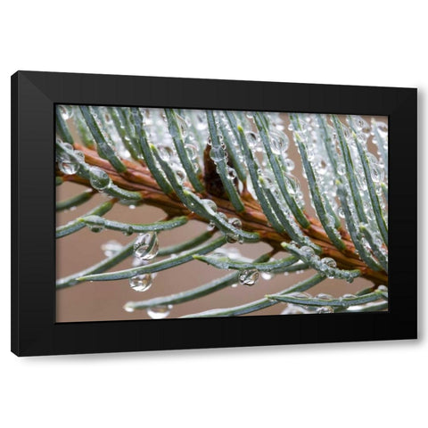 Rain drops on spruce tree bough Black Modern Wood Framed Art Print by Paulson, Don