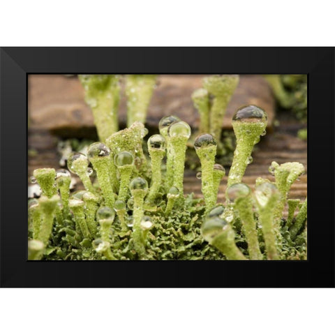 Detail of raindrops on lichen Black Modern Wood Framed Art Print by Paulson, Don