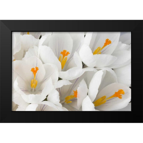 Detail of white crocus in spring Black Modern Wood Framed Art Print by Paulson, Don