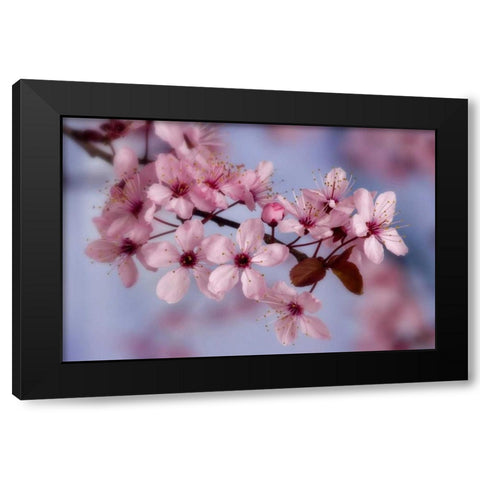 Close-up of cherry blossoms or sakura Black Modern Wood Framed Art Print by Paulson, Don
