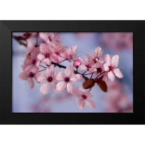 Close-up of cherry blossoms or sakura Black Modern Wood Framed Art Print by Paulson, Don