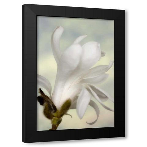A single star magnolia flower Black Modern Wood Framed Art Print by Paulson, Don