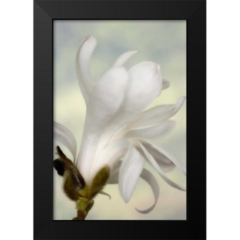 A single star magnolia flower Black Modern Wood Framed Art Print by Paulson, Don