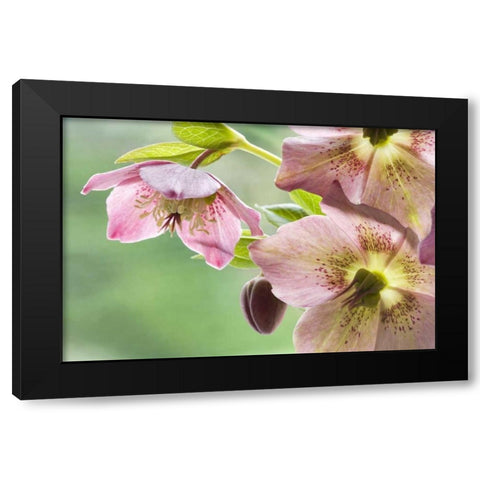 Close-up of hellebore flowers and bud Black Modern Wood Framed Art Print by Paulson, Don