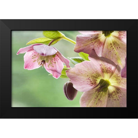 Close-up of hellebore flowers and bud Black Modern Wood Framed Art Print by Paulson, Don