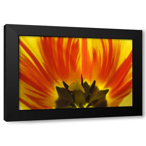 Detail of Rembrandt tulip flower Black Modern Wood Framed Art Print with Double Matting by Paulson, Don