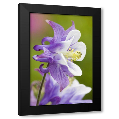 Columbine flower close-up in garden Black Modern Wood Framed Art Print with Double Matting by Paulson, Don