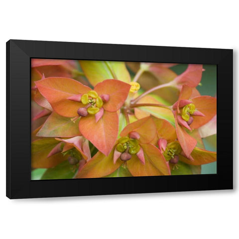 Griffiths spurge flowers close-up Black Modern Wood Framed Art Print with Double Matting by Paulson, Don