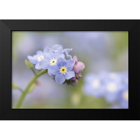 Close-up of forget-me-not in a garden Black Modern Wood Framed Art Print by Paulson, Don